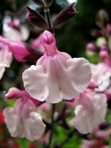 40 seeds Salvia Pink Frills Flower Perennial Drought &amp; Deer Tolerant Swift Growt - £6.44 GBP