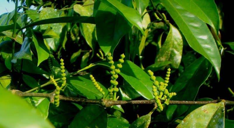 Daun Melinjo - Gnetum Gnemon Leaf (Dried), 80 Gram
