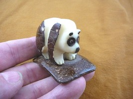 (TN-BEA-PA-035) baby Panda BEAR TAGUA NUT Figurine Carving Vegetable pal... - £19.05 GBP