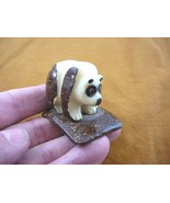 (TN-BEA-PA-035) baby Panda BEAR TAGUA NUT Figurine Carving Vegetable pal... - $452.93 MXN