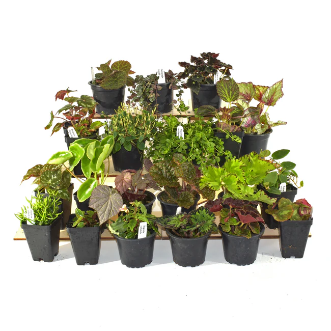 LWS Mystic Garden Terrarium Plant Pack For Biorb AIR 30 Fast Shipping - $199.98