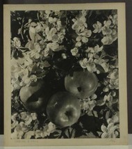 Vintage Art Photography Apple &amp; Blossoms SPRING &amp; FALL J Malley 1942 Salem VA - £33.21 GBP