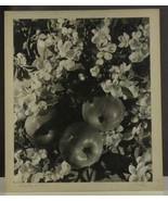 Vintage Art Photography Apple &amp; Blossoms SPRING &amp; FALL J Malley 1942 Sal... - £32.75 GBP