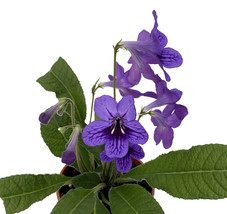 Ladyslippers Blueberry Streptocarpus - 4&quot; Pot - Collector&#39;s Series - £49.03 GBP