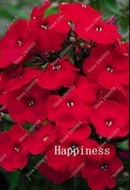 100PCS Phlox Drummondii Seeds Dark Red Flowers - $8.99