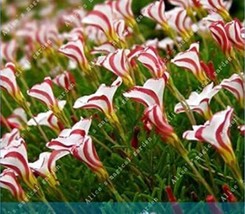 2 Seeds True Oxalis Flower Bulbs Oxalis Versicolor Candy Cane Sorrel Flower Rota - $12.83