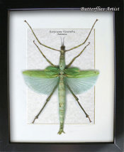 Giant Green Phasma Eurycnema Versirubra Winged Walking Stick Entomology ... - $138.99