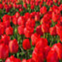 Seed 2024 Red Tulip Bulbs | Dutch Grown Fresh Import Planting Perennial Flower - £31.36 GBP