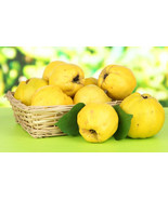 Cydonia oblonga seeds Quince Chaenomele japonica Japanese graines Maule&#39;... - $7.22 CAD+