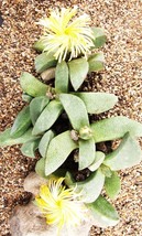 Pleiospilos Magnipunctatus Succulent Mesembs Rock Living Stones Seed 20 ... - $17.98