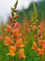 Orange wonder snapdragon thumb200