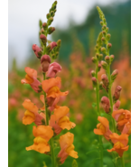 1000 Orange Wonder Snapdragon Seeds, Bright Tangerine Blooms, Easy-Grow - $12.99