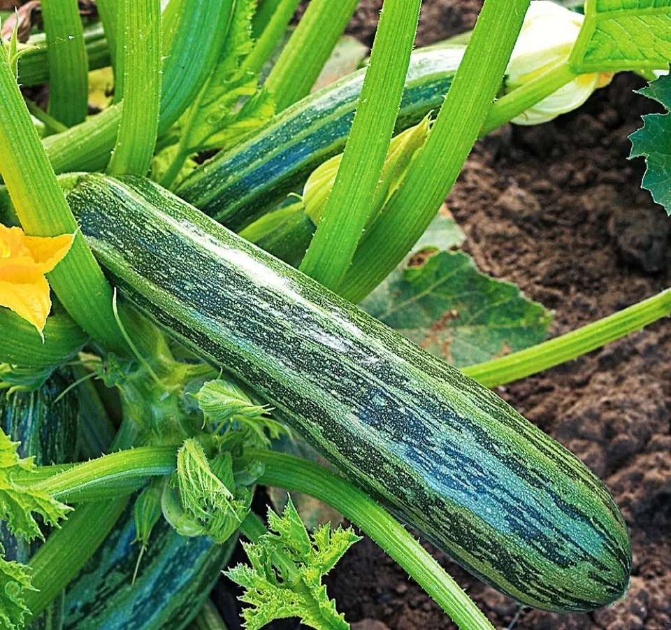 KS Cocozelle Zucchini Summer Squash Organic Non Gmo Planting 50 Seeds  Item image 2