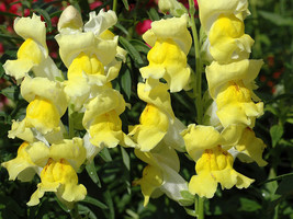 Lemon Sherbet Snapdragon Seeds - Antirrhinum braun-blanquettii - £6.38 GBP