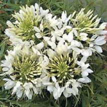 50 Giant White Queen Cleomespider Flower Seeds Reseeding Fresh USA Fast Shipping - £15.27 GBP