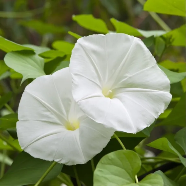 Morning Glory Pearly Gates Seeds 30+ Ipomea Flower Annual Untreated Vine Fresh G - £4.93 GBP