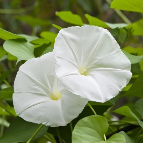 Morning Glory Pearly Gates Seeds 30+ Ipomea Flower Annual Untreated Vine Fresh G - £4.73 GBP