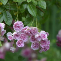 Live Plant 7 Sisters Pink Rose Bush Heirloom Climbing Baby Rambler Multiflora - £31.34 GBP