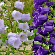 Light Dark Purple Campanula Bellflower Flowers 50 Seeds Canterbury Bell Bluebell - £9.56 GBP