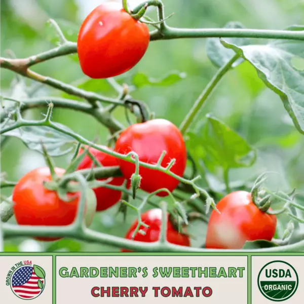 10 Estonian Yellow Cherry Tomato Seeds Multi Flora Organic Fresh Garden ... - £11.63 GBP