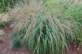 HSeeds Panicum Amarum     500 Seeds - $3.96