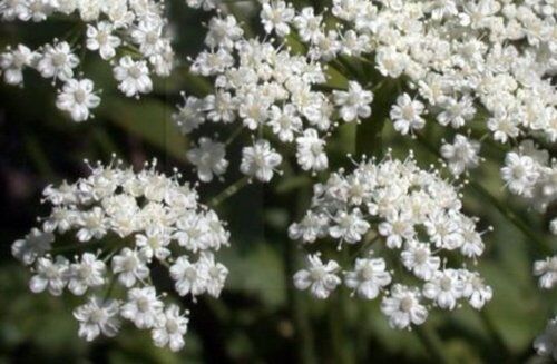 135 Seeds Anise Licorice Plant Seeds Fresh Seeds Fast Shipping - $8.80