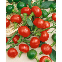 Berynita Store 100 Large Red Cherry Hot Pepper Seeds Non-Gmo Heirloom - £9.57 GBP