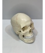 Human Skull Model Anatomical Teaching Skeleton Head Studying Laboratory ... - €59,91 EUR