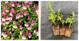 Salvia greggii Mirage Rose Bi-Color Autumn Sage Starter Plant Plug - £26.75 GBP