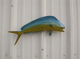 22&quot; Bull Dolphin Fish Mount Replica (aka Mahi Mahi )- In Stock &amp; Ready to Ship - £163.63 GBP