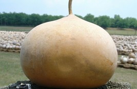 Gourd Seeds Bushel 5 Ct Giant Vegetable Garden Heirloom  From US - £6.03 GBP