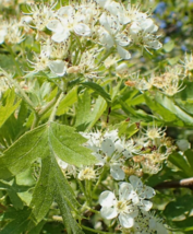 20 Pc Seeds Crataegus Songorica Flower Plant, Hawthorn Seeds for Planting | RK - £19.93 GBP