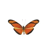 One real Dryas iulia butterfly, Peru, UNMOUNTED, WINGS CLOSED, Nymphalidae, juli - $8.00