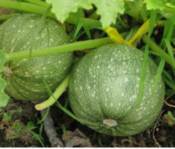 EASY TO GROW SEED - 25 Seeds Round Zucchini Summer Squash - $3.99