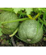 EASY TO GROW SEED - 25 Seeds Round Zucchini Summer Squash - £3.17 GBP