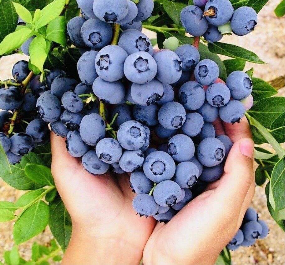 Blueberry Fruit Seeds Sweet Fresh Harvest New Fresh  - $3.98