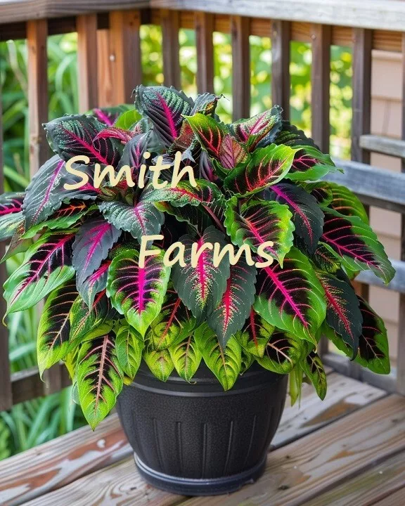 25 Seeds Fiery Rainbow Coleus Flowers Plant Fresh Seeds USA Seller - £9.40 GBP