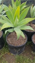 Agave Attenuata or Agave Fox Tail (3 gal. pot) - £46.36 GBP