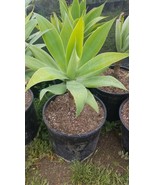 Agave Attenuata or Agave Fox Tail (3 gal. pot) - $79.32 CAD