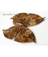 Kallima Inachus Orange Oak Dead Leaf Mimic Butterfly Framed Entomology S... - $1,156.91 MXN