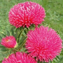 Aster Seeds Gala Carmine Rose 100 Seeds Cut Flower Seeds Garden USA Seeds - $8.00