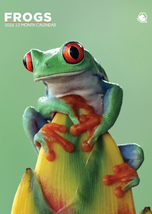 Frogs Calendar 2026 - $19.99