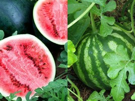 30+ Seeds Sugar Baby Watermelon Fruit Melon Garden - £9.04 GBP