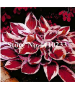  150 Pcs Beautiful Hosta Perennials Lily Flower Shade Hosta Flower garde... - £5.03 GBP