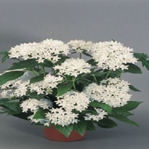 Fast Ship USA Seller Flowers 25 Pentas Seeds New Look White Seeds Star Flower - $20.54