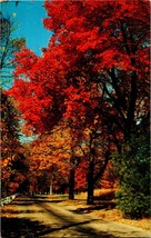 Vintage Postcard Magnificent Autumn Trees Pennsylvania Fall Ektrachrome ... - $5.99