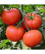 10 Seeds Big Beef Tomato Seeds (F1 Hybrid) Non Gmo - £7.29 GBP