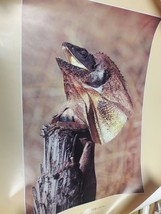 Steve Parish frill necked lizard print 59 cm x 84 cm - £8.56 GBP