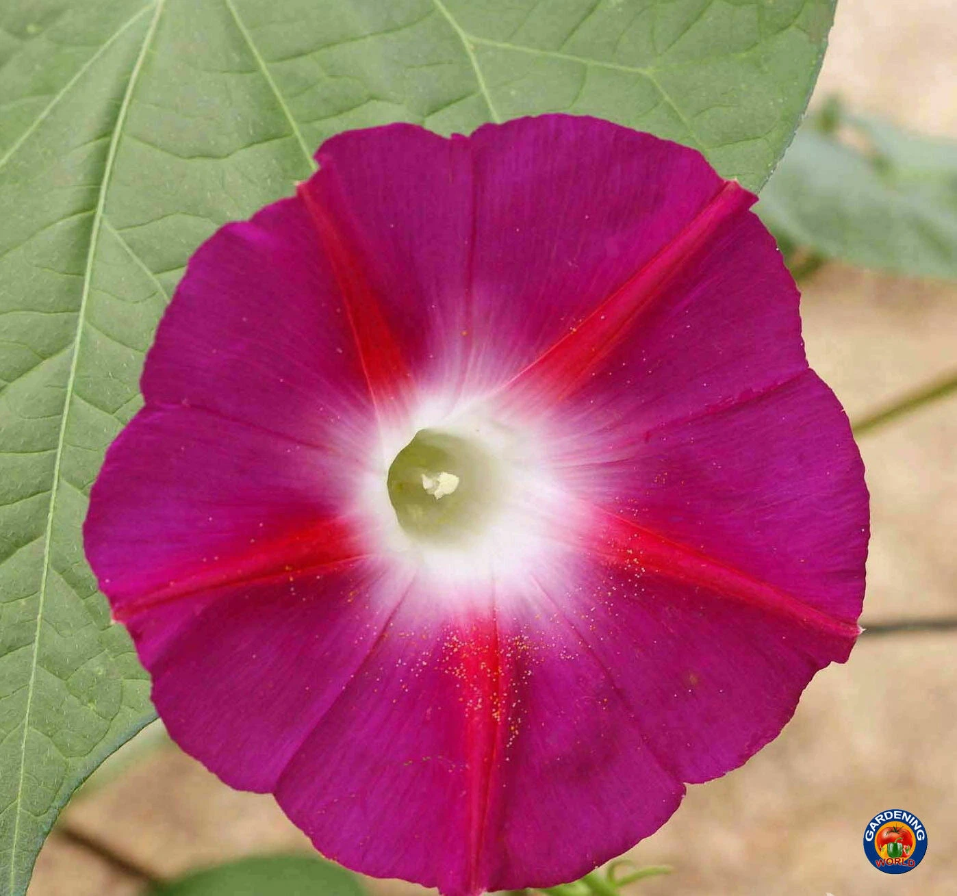 Morning Glory Scarlet OHara Flower Seeds Ipomoea nil  - $9.29