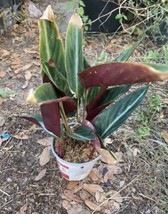 Calathea Stromanthe Triostar In 3”pot - £7.91 GBP